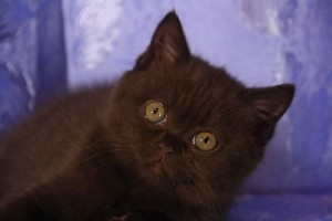 Шоколадные британцы фото. Британские шоколадные котята фото.  Британские котята шоколадного окраса фото    